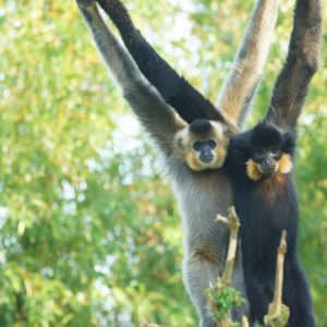 voix_off_thailanda_sauvage_les_singes