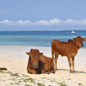 voix_off_ocean_indien_monbasa_zanzibar_mayotte_madagascar